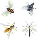 Insects illustrations